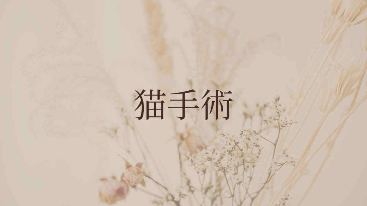 猫手術